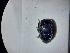  ( - ABOL-BIOBLITZ23-DR082)  @11 [ ] Unspecified (default): All Rights Reserved (2024) Dominik Rabl Unspecified