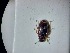  ( - ABOL-BIOBLITZ23-DR089)  @11 [ ] Unspecified (default): All Rights Reserved (2024) Dominik Rabl Unspecified