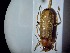  ( - ABOL-BIOBLITZ23-DR090)  @11 [ ] Unspecified (default): All Rights Reserved (2024) Dominik Rabl Unspecified