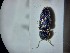  ( - ABOL-BIOBLITZ23-DR092)  @11 [ ] Unspecified (default): All Rights Reserved (2024) Dominik Rabl Unspecified