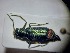 ( - ABOL-BIOBLITZ23-DR106)  @11 [ ] Unspecified (default): All Rights Reserved (2024) Dominik Rabl Unspecified