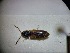  ( - ABOL-BIOBLITZ23-DR109)  @11 [ ] Unspecified (default): All Rights Reserved (2024) Dominik Rabl Unspecified