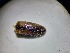  ( - ABOL-BIOBLITZ23-DR111)  @11 [ ] Unspecified (default): All Rights Reserved (2024) Dominik Rabl Unspecified