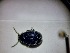  ( - ABOL-BIOBLITZ23-DR121)  @11 [ ] Unspecified (default): All Rights Reserved (2024) Dominik Rabl Unspecified