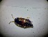  ( - ABOL-BIOBLITZ23-DR139)  @11 [ ] Unspecified (default): All Rights Reserved (2024) Dominik Rabl Unspecified