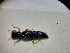  ( - ABOL-BIOBLITZ23-DR157)  @11 [ ] Unspecified (default): All Rights Reserved (2024) Dominik Rabl Unspecified