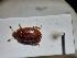  ( - ABOL-BIOBLITZ23-DR169)  @11 [ ] Unspecified (default): All Rights Reserved (2024) Dominik Rabl Unspecified