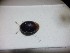  ( - ABOL-BIOBLITZ23-DR172)  @11 [ ] Unspecified (default): All Rights Reserved (2024) Dominik Rabl Unspecified
