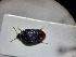  ( - ABOL-BIOBLITZ23-DR177)  @11 [ ] Unspecified (default): All Rights Reserved (2024) Dominik Rabl Unspecified