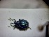  ( - ABOL-BIOBLITZ23-DR179)  @11 [ ] Unspecified (default): All Rights Reserved (2024) Dominik Rabl Unspecified