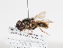  ( - ABOL-BioBlitz-2022-Szucsich-0117)  @11 [ ] Unspecified (default): All Rights Reserved (2025) Naturhistorisches Museum Wien Unspecified