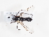  ( - ABOL-BioBlitz-2022-Szucsich-0145)  @11 [ ] Unspecified (default): All Rights Reserved (2025) Naturhistorisches Museum Wien Unspecified