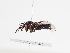  ( - ABOL-BioBlitz-2022-Szucsich-0145)  @11 [ ] Unspecified (default): All Rights Reserved (2025) Naturhistorisches Museum Wien Unspecified