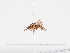  ( - ABOL-BioBlitz-2022-Szucsich-0203)  @11 [ ] Unspecified (default): All Rights Reserved (2025) Naturhistorisches Museum Wien Unspecified