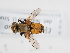  ( - ABOL-BioBlitz-2023-IC-Szucsich-0019)  @11 [ ] Unspecified (default): All Rights Reserved (2025) Naturhistorisches Museum Wien Unspecified