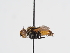  ( - ABOL-BioBlitz-2023-IC-Szucsich-0019)  @11 [ ] Unspecified (default): All Rights Reserved (2025) Naturhistorisches Museum Wien Unspecified