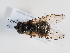  ( - ABOL-BioBlitz-2023-IC-Szucsich-0034)  @11 [ ] CC-BY (2025) Naturhistorisches Museum Wien Unspecified