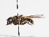  ( - ABOL-BioBlitz-2023-IC-Szucsich-0034)  @11 [ ] CC-BY (2025) Naturhistorisches Museum Wien Unspecified