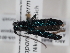  ( - ABOL-BioBlitz-2023-Szucsich-0015)  @11 [ ] Unspecified (default): All Rights Reserved (2023) Natural history museum Vienna Unspecified