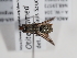  ( - ABOL-BioBlitz-2023-Szucsich-0032)  @11 [ ] Unspecified (default): All Rights Reserved (2023) Natural history museum Vienna Unspecified