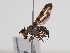  ( - ABOL-BioBlitz-2023-Szucsich-0032)  @11 [ ] Unspecified (default): All Rights Reserved (2023) Natural history museum Vienna Unspecified