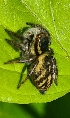  ( - ABOL-BioBlitz-2023-Szucsich-0040)  @11 [ ] Unspecified (default): All Rights Reserved (2024) Nikola Szucsich Unspecified