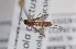  ( - ABOL-BioBlitz-2023-IC-Szucsich-0049)  @11 [ ] Unspecified (default): All Rights Reserved (2024) Natural history museum Vienna Natural history museum Vienna