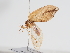  ( - ABOL-BioBlitz-2023-Szucsich-0059)  @11 [ ] Unspecified (default): All Rights Reserved (2023) Natural history museum Vienna Unspecified