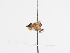  ( - ABOL-BioBlitz-2023-Szucsich-0070)  @11 [ ] CC-BY (2025) Naturhistorisches Museum Wien Unspecified