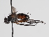  ( - ABOL-BioBlitz-2023-Szucsich-0072)  @11 [ ] Unspecified (default): All Rights Reserved (2023) Natural history museum Vienna Unspecified
