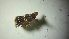  ( - ABOL-BioBlitz-2023-Szucsich-0076)  @11 [ ] Unspecified (default): All Rights Reserved (2024) Nikola Szucsich Unspecified