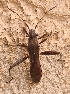  ( - ABOL-BioBlitz-2023-Szucsich-0079)  @11 [ ] Unspecified (default): All Rights Reserved (2024) Nikola Szucsich Unspecified