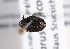  ( - ABOL-BioBlitz-2023-Szucsich-0086)  @11 [ ] Unspecified (default): All Rights Reserved (2023) Natural history museum Vienna Unspecified