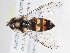  ( - ABOL-24-1861)  @11 [ ] Unspecified (default): All Rights Reserved (2024) Natural history museum Vienna Unspecified