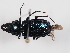  ( - ABOL-BioBlitz-2024-Szucsich-IC-0014)  @11 [ ] Unspecified (default): All Rights Reserved (2024) Natural history museum Vienna Natural history museum Vienna