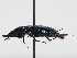  ( - ABOL-BioBlitz-2024-Szucsich-IC-0014)  @11 [ ] Unspecified (default): All Rights Reserved (2024) Natural history museum Vienna Natural history museum Vienna