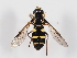  ( - ABOL-BioBlitz-2024-Szucsich-IC-0031)  @11 [ ] Unspecified (default): All Rights Reserved (2024) Natural history museum Vienna Natural history museum Vienna