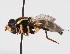  ( - ABOL-BioBlitz-2024-Szucsich-IC-0031)  @11 [ ] Unspecified (default): All Rights Reserved (2024) Natural history museum Vienna Natural history museum Vienna