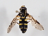  ( - ABOL-BioBlitz-2024-Szucsich-IC-0033)  @11 [ ] Unspecified (default): All Rights Reserved (2024) Natural history museum Vienna Natural history museum Vienna