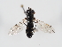  ( - ABOL-BioBlitz-2024-Szucsich-IC-0052)  @11 [ ] Unspecified (default): All Rights Reserved (2024) Natural history museum Vienna Natural history museum Vienna