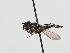  ( - ABOL-BioBlitz-2024-Szucsich-IC-0052)  @11 [ ] Unspecified (default): All Rights Reserved (2024) Natural history museum Vienna Natural history museum Vienna