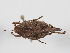  ( - ABOL-BioBlitz-2024-Szucsich-IC-0062)  @11 [ ] Unspecified (default): All Rights Reserved (2024) Natural history museum Vienna Natural history museum Vienna