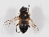  ( - ABOL-BioBlitz-2024-Szucsich-IC-0076)  @11 [ ] CC-BY (2024) Naturhistorisches Museum Wien Naturhistorisches Museum Wien