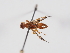  ( - ABOL-BioBlitz-2024-Szucsich-IC-0081)  @11 [ ] Unspecified (default): All Rights Reserved (2024) Natural history museum Vienna Natural history museum Vienna