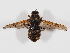  ( - ABOL-BioBlitz-2024-Szucsich-IC-0088)  @11 [ ] Unspecified (default): All Rights Reserved (2024) Natural history museum Vienna Natural history museum Vienna