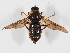  ( - ABOL-BioBlitz-2024-Szucsich-IC-0089)  @11 [ ] Unspecified (default): All Rights Reserved (2024) Natural history museum Vienna Natural history museum Vienna