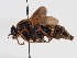  ( - ABOL-BioBlitz-2024-Szucsich-IC-0089)  @11 [ ] Unspecified (default): All Rights Reserved (2024) Natural history museum Vienna Natural history museum Vienna