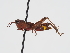  ( - ABOL-BioBlitz-2024-Szucsich-IC-0093)  @11 [ ] Unspecified (default): All Rights Reserved (2024) Natural history museum Vienna Natural history museum Vienna