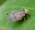  ( - ABOL-BioBlitz20 0475)  @11 [ ] CC-BY-SA (2020) Timaeus, Lorin privat