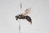  ( - ABOL-BioBlitz21-0110)  @11 [ ] Unspecified (default): All Rights Reserved (2024) Martin Streinzer Unspecified